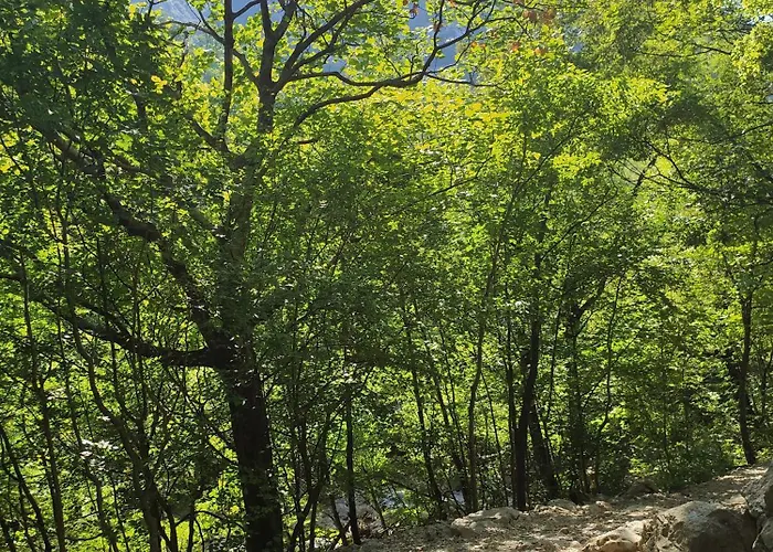 Savic * 스타리그라드 파클레니차